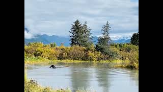 Brown Bear Swimming And Playing At Awcc