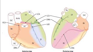Usmle Rx Express Video Of The Week Anatomy Of The Heart