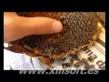De donde vienen y que hacer con las pipas de girasol