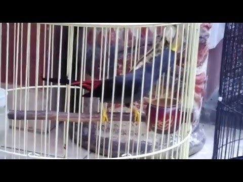 VIDEO : jalak rio rio ngerol nyepeed cocok buat masteran kacer dan murai batu || starlings - suaranya yang tinggi dan ngerol berulang-ulang cocok untuk dijadikansuaranya yang tinggi dan ngerol berulang-ulang cocok untuk dijadikanburungmas ...