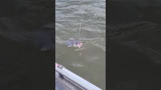 Jigging For Catfish