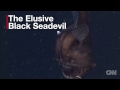 Elusive Black Seadevil gets close up