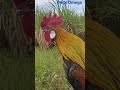 mikat ayam hutan//F1 Kokok gagap/pemikat Ayam hutan