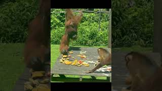 Monkey Scares Giant Male Orangutan.