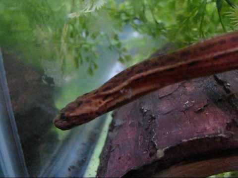 wart snakes Dictionary definition of wart snakes