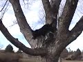Lucy: The Tree Climbing Dog