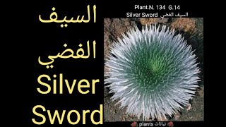السيف الفضي  Silver Sword
