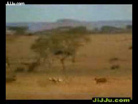 Cheeta-XDesi.Mobi