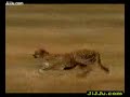 image Cheeta Xdesi Mobi