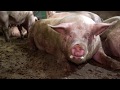 DOMINION Documentary | 2018