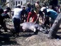 Korban Pemalang images Korban Pemalang