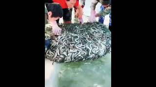 How To Catching Ells In The Farm, A Lots Of Ells So Ammazing Catching Ells The Best Ells, B Ells