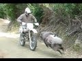 Angry ram vs rider - He's back & angrier than ever -RAMCAM edition-