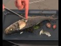 cuisiner oeufs poisson