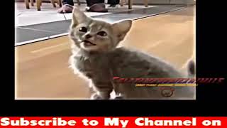 Try Not To Laugh Challenge - Funny Cat & Dog Vines compilation 2018 - Funny Cats Vine Compilation