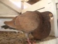 Spanish Pouter Laudino ( Fancy Pigeon )