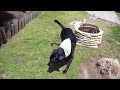 My Dog Petee Easter Egg Hunting!