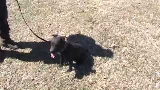 Larrys Patterdale Midnight Ob