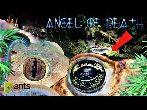 ANGEL OF DEATH/Guardian Goblin/DEATH SPRITES: Creatures Saving My Ant Empire