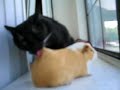 Tom Cat adopts Guinea Pig for Baby