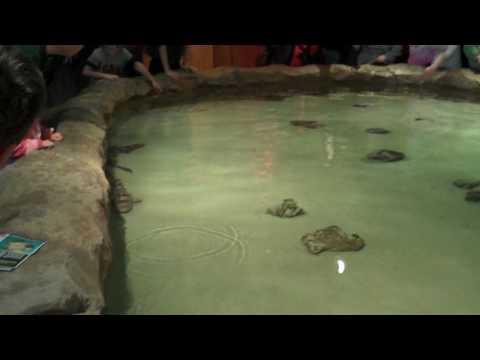 This is the shark tank where shark tank sharks. This is the shark tank where