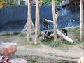 Crazy Chimps Fighting at the LA Zoo (with a big stick)!