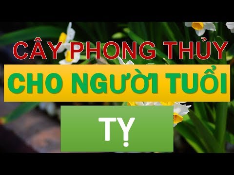 Cây phong thủy hợp với người tuổi Tỵ