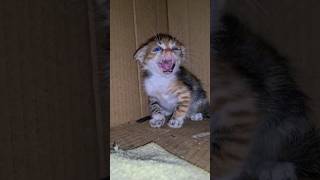 The Angriest And Wildest Kitten Ive Ever Seen.