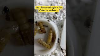 Toute Pee Mais Très Costaud