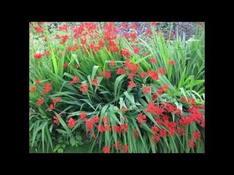 Chandra Aahe Sakshila.. A Classic Marathi Duet- ( Cover Version...