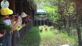 Funny Animal Vines! Try Not To Laugh Challenge! Funny Dogs & Funny Pigs Compilation!