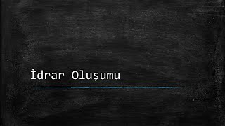 İdrar Oluşumu Ders Notlarım