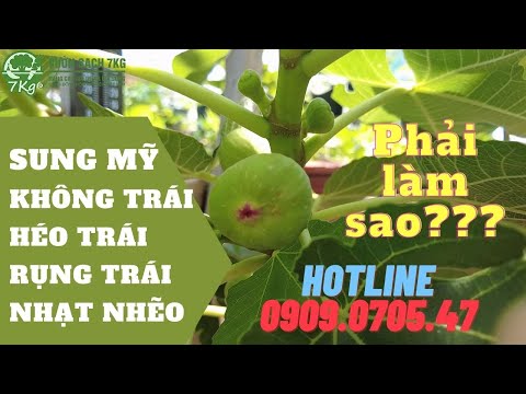 Sung mỹ Không ra trái Héo trái Rụng trái Không ngọt phải làm sao?