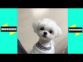 Cute DOGS & PUPPIES LIFE AWESOME!! | Funny Dogs and Cat Video (2019) - Moggies & Doggies
