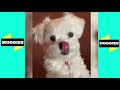 Cute DOGS & PUPPIES LIFE AWESOME!! | Funny Dogs and Cat Video (2019) - Moggies & Doggies