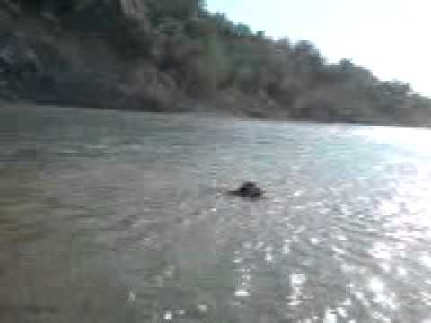Nadiroba+GE www.KHIRIMI.ge nadiroba, tevzaoba, lashqroba. spanielis wylidan aporti ...