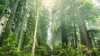 Музыка Лечит Сердце И Сосуды🌿 Успокаивающая Музыка Восстанавливает Нервную Систему,Расслабляющая #53