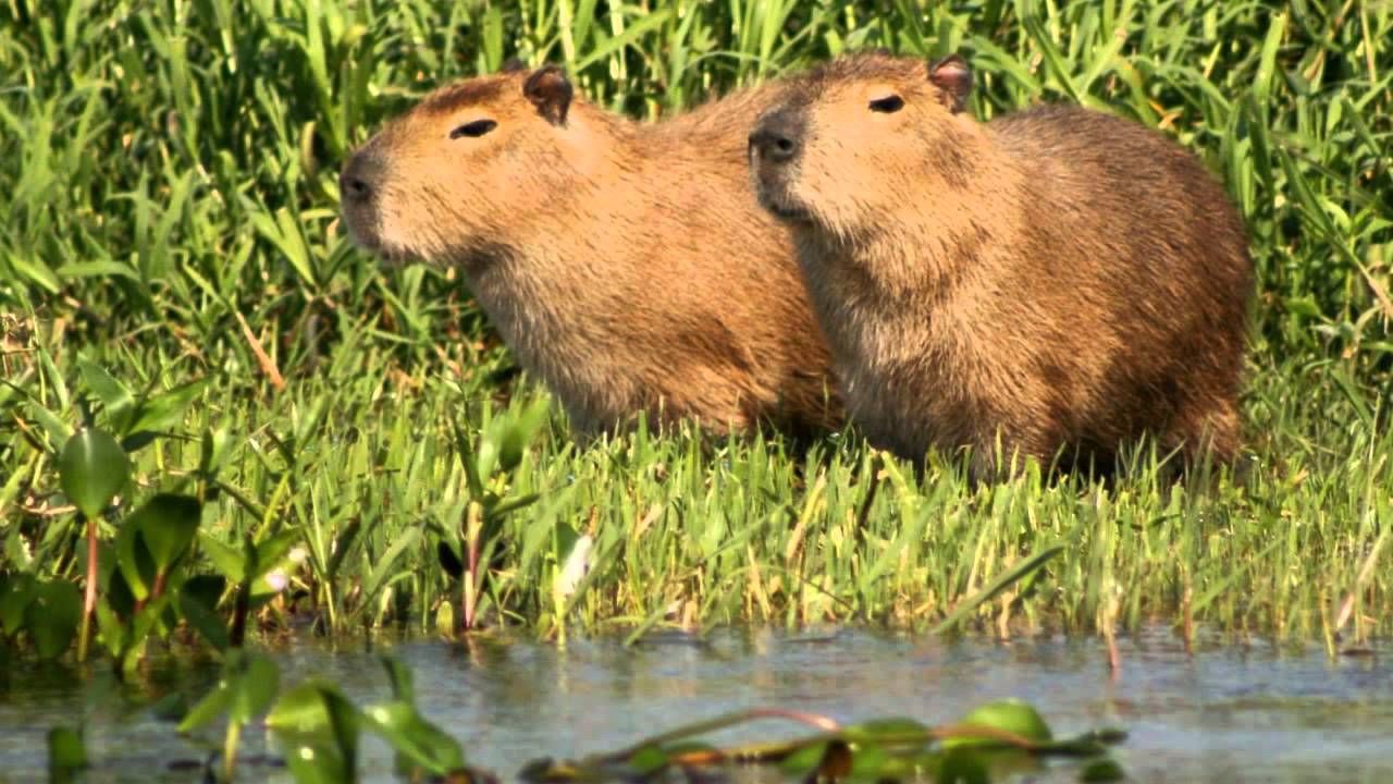 ESTEROS IBERA CORRIENTE ARGENTINA esteros ibera corriente argentina: