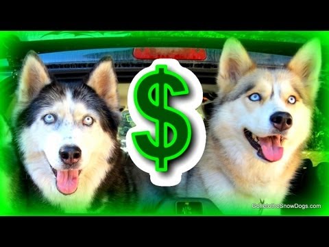 how much does a purebred husky cost how much does a purebred husky cost