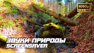 Живая Природа - Ручей | Звуки Природы | Звуки Реки | Звук Воды | Релаксация | Антистресс | Заставка