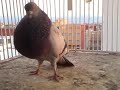 Buchon balear by abde rahim 2012.mp4