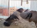 Buchon balear by abde rahim 2012.mp4