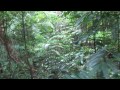 Sound of the Jungle / Rainforest