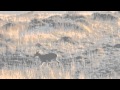 Una hembra busca pastos (C. pyrenaica) en los Puertos de Beceite