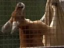 【動物園だより】にんき動物紹介　赤カンガルーのハッチch