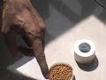 TennisElbowSeedTherapy.wmv
