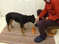 Clicker Training a Bird Dog Retrieve Part 1 Shaping and Chaining The Basic Retrieve