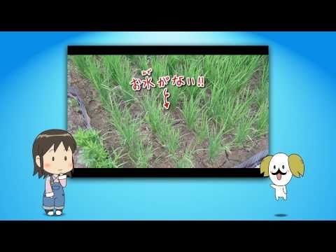 茨城県農業アニメ「あぐかる」 #03 バラキちゃん中干しです!!