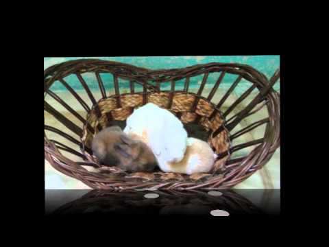 JCCB - BÉSAME