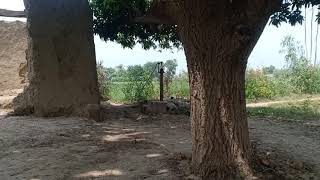 Desi Village Life Allah Ditta Randi Di Kothi